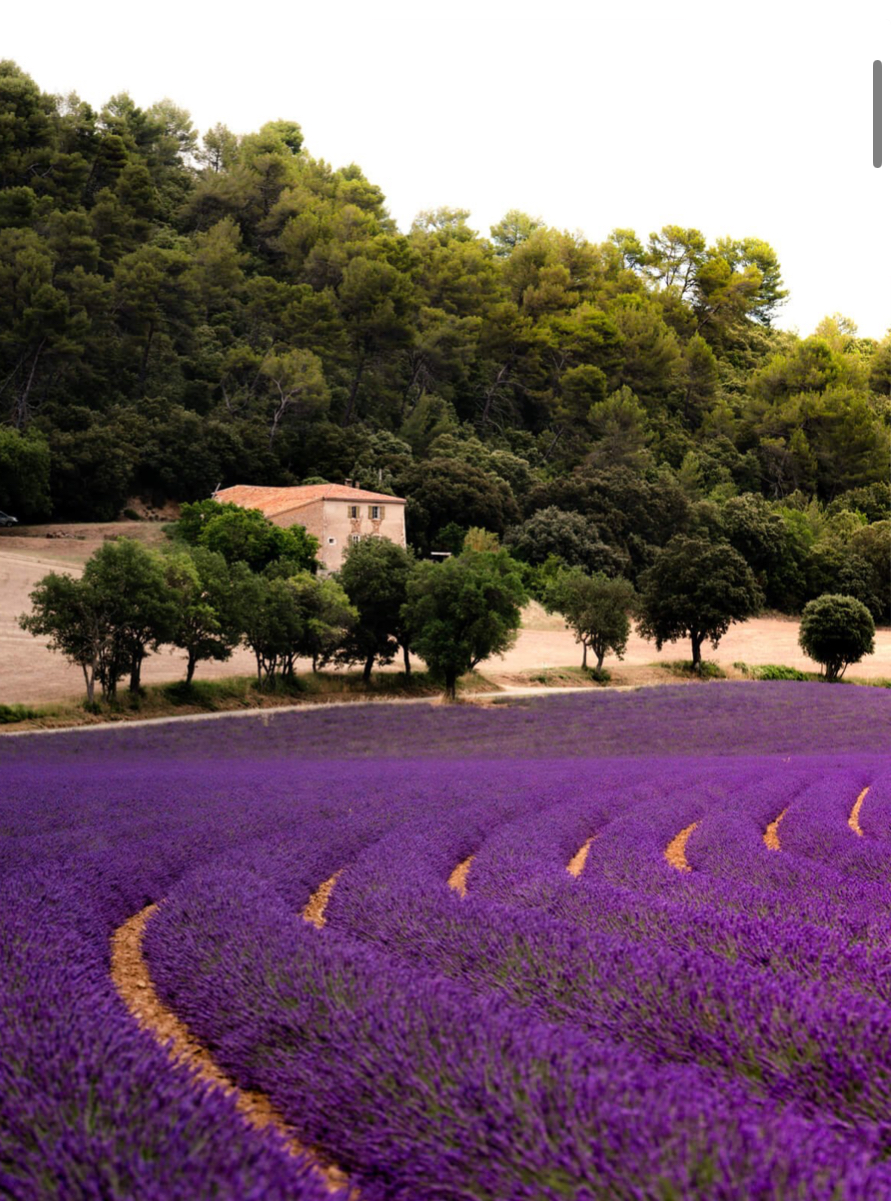 champs de lavande en france